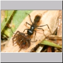 Priocnemis sp - Wegwespe 12i 8mm mit Wolfsspinne - Trochosa sp.jpg